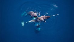 [:es]Narwhals’ mixed-up response to fear could kill them[:]