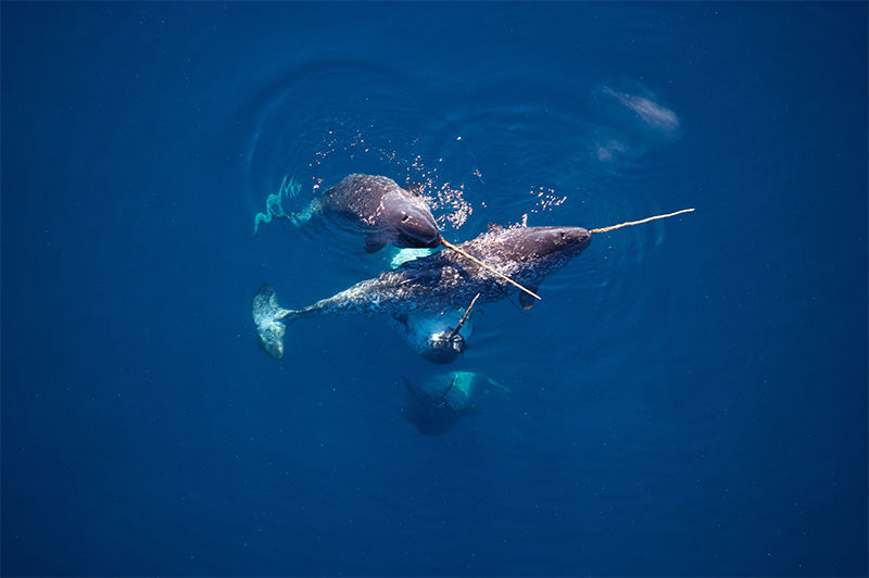 [:es]Narwhals’ mixed-up response to fear could kill them[:]