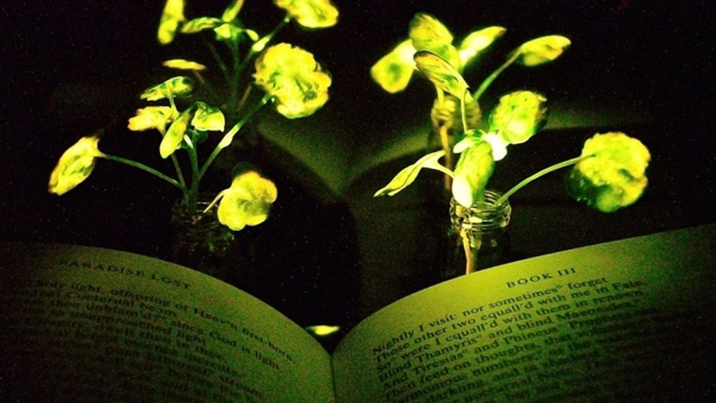[:es]Algún día una planta será tu lámpara de noche[:]