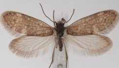 [:es]Finding the Oldest Fossils of Butterflies Using a Human Nose Hair[:]