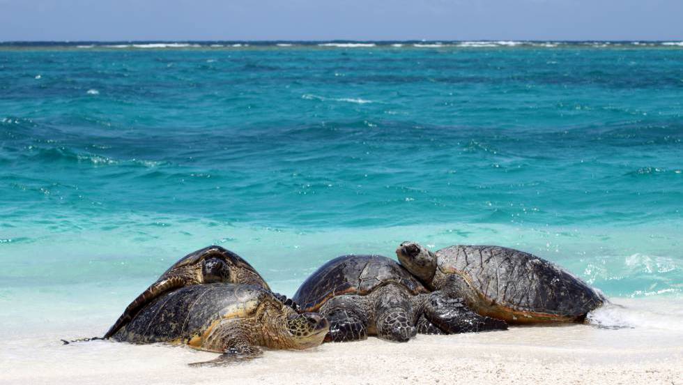 [:es]El calentamiento global convierte en hembras al 99% de una población de tortugas marinas[:]