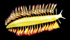 [:es]Tumour behaviour calls Cambrian-oxygen link into question[:]