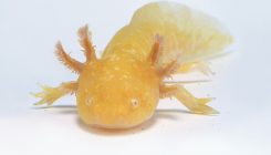 [:es]Axolotl, worm genomes offer clues to regeneration[:]
