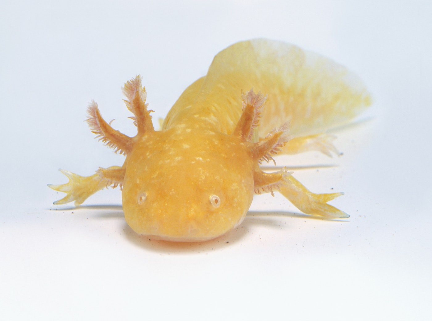 [:es]Axolotl, worm genomes offer clues to regeneration[:]