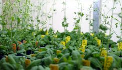 [:es]With ‘Downsized’ DNA, Flowering Plants Took Over the World[:]