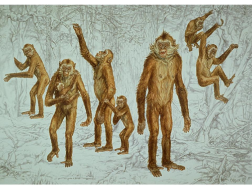 [:es]Las faunas invasoras causaron la extinción del último hominoideo europeo del Mioceno[:]