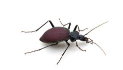 [:es]Large beetles are shrinking, thanks to climate change[:]