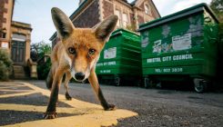 [:es]Human activity slashes mammal stomping grounds by up to two-thirds[:]