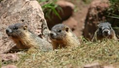 [:es]Being Antisocial Leads to a Longer Life. For Marmots.[:]