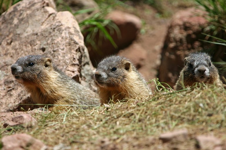 [:es]Being Antisocial Leads to a Longer Life. For Marmots.[:]