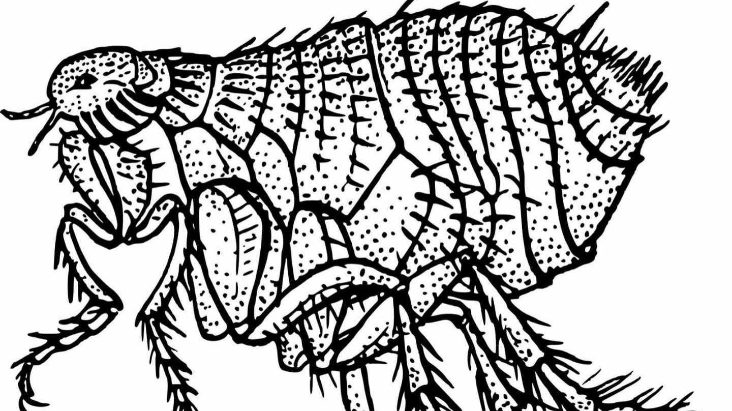[:es]La peste la contagiaban las pulgas y piojos alojados en humanos, no en las ratas[:]