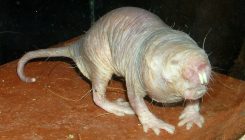 [:es]El secreto de la longevidad podría estar en el ratopín rasurado[:]