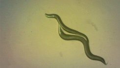 [:es]This Worm Evolved Self-Fertilization and Lost a Quarter of Its DNA[:]