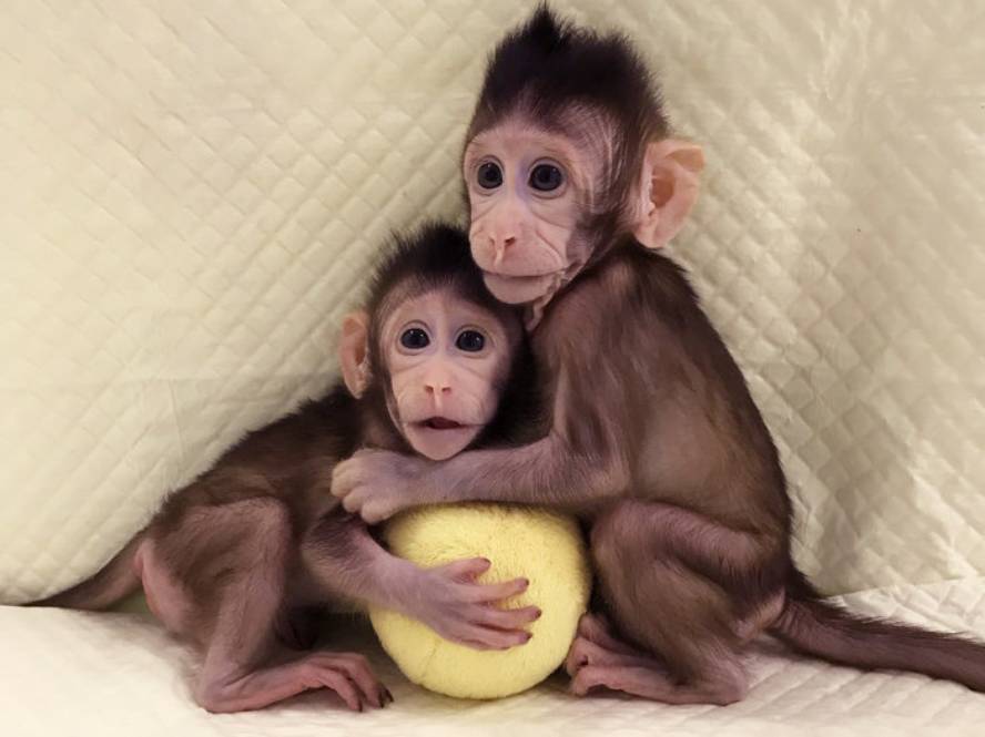 [:es]Primateak klonatu dituzte lehen aldiz[:]