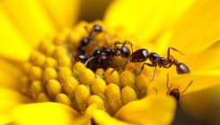 [:es]Estas hormigas llevan un exoesqueleto de antibióticos[:]