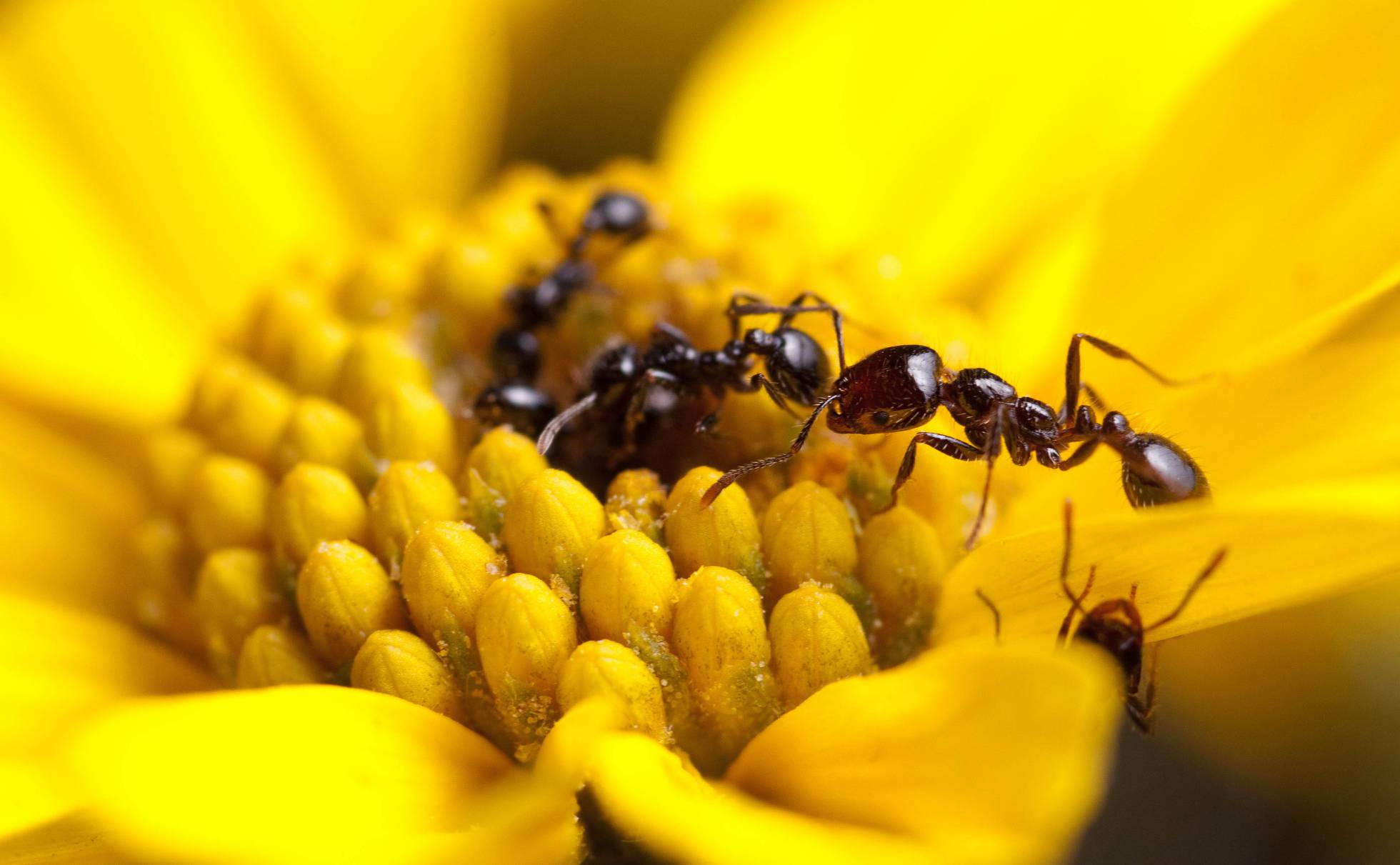 [:es]Estas hormigas llevan un exoesqueleto de antibióticos[:]