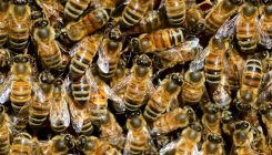 [:es]La guerra civil de las abejas[:]