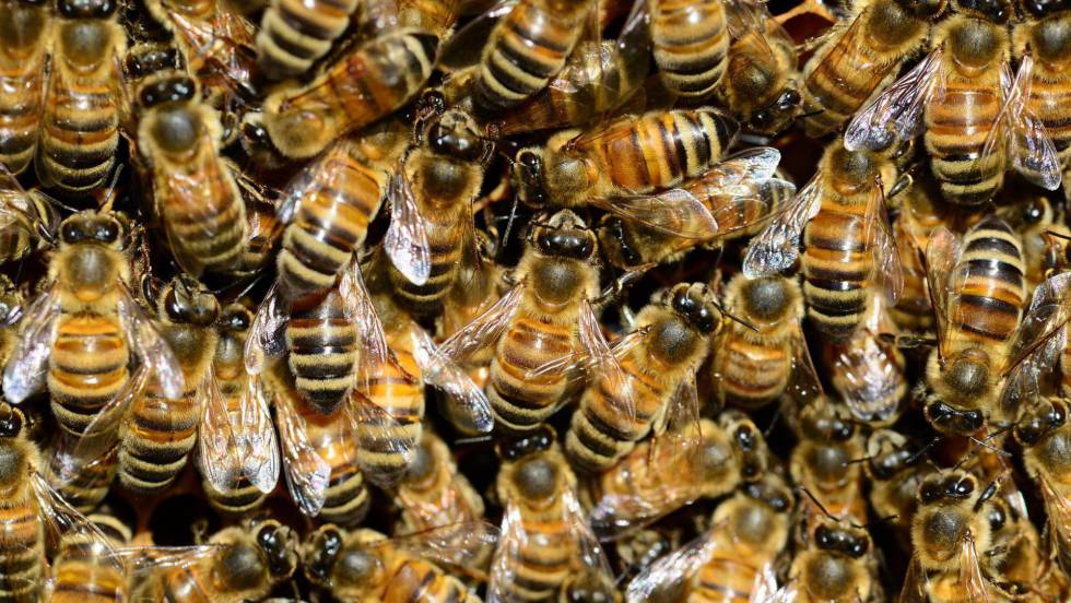 [:es]La guerra civil de las abejas[:]