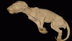 [:es]A 3-D Look Inside the Tasmanian Tiger’s Pouch, Long After Extinction[:]