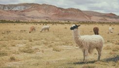 [:es]Así se distribuye la diversidad biológica en el planeta[:]