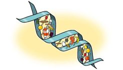 [:es]Your DNA won’t determine the best diet to help you lose weight[:]