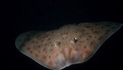 [:es]Primitive fish’s sea-floor shuffle illuminates the origins of walking[:]