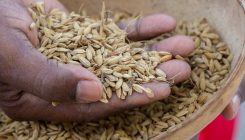 [:es]Finding a Lost Strain of Rice, and Clues to Slave Cooking[:]