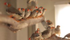 [:es]Some Songbirds Have Brains Specially Designed to Find Mates for Life[:]