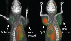 [:es]Una novedosa terapia elimina todo resto de cáncer en ratones[:]