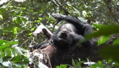 [:es]Chimpanzees, bonobos, and even humans may share ancient body language[:]