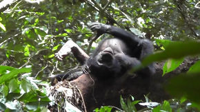 [:es]Chimpanzees, bonobos, and even humans may share ancient body language[:]