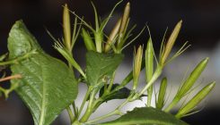 [:es]Watch the High-Flying Physics of a Plant’s Exploding Fruits[:]