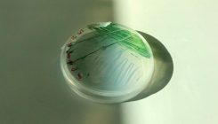 [:es]Photosynthesis originated a billion years earlier than we thought[:]