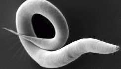 [:es]Beldurraren biokimika, zizareetatik gizakietara[:]