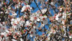 [:es]Por qué florecen antes los almendros[:]