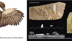 [:es]Dos fósiles españoles esclarecen cómo evolucionó el vuelo en las primeras aves[:]