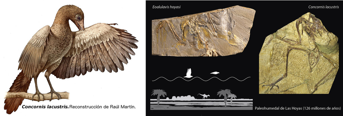 [:es]Dos fósiles españoles esclarecen cómo evolucionó el vuelo en las primeras aves[:]