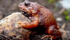 [:es]Las altitudes de los Andes desvelan un incesante número de nuevas ranas[:]