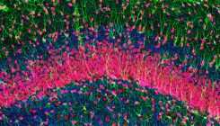 [:es]Neuron creation in brain’s memory centre stops after childhood[:]
