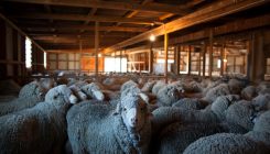 [:es]What Makes Some Hair Curly? Not Quite What Scientists Thought[:]