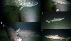 [:es]Las profundidades árticas están plagadas de tiburones[:]