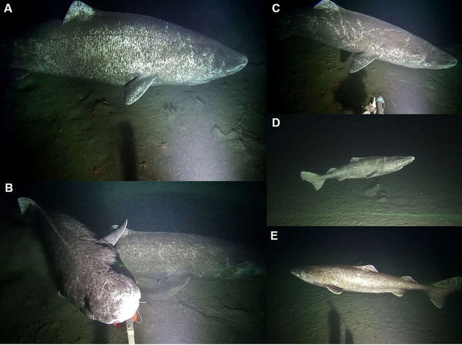 [:es]Las profundidades árticas están plagadas de tiburones[:]