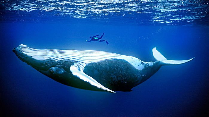 [:es]Sea mammals are huge for a reason[:]