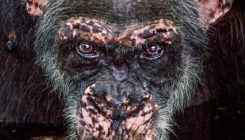 [:es]Hints of Human Evolution in Chimpanzees That Endure a Savanna’s Heat[:]
