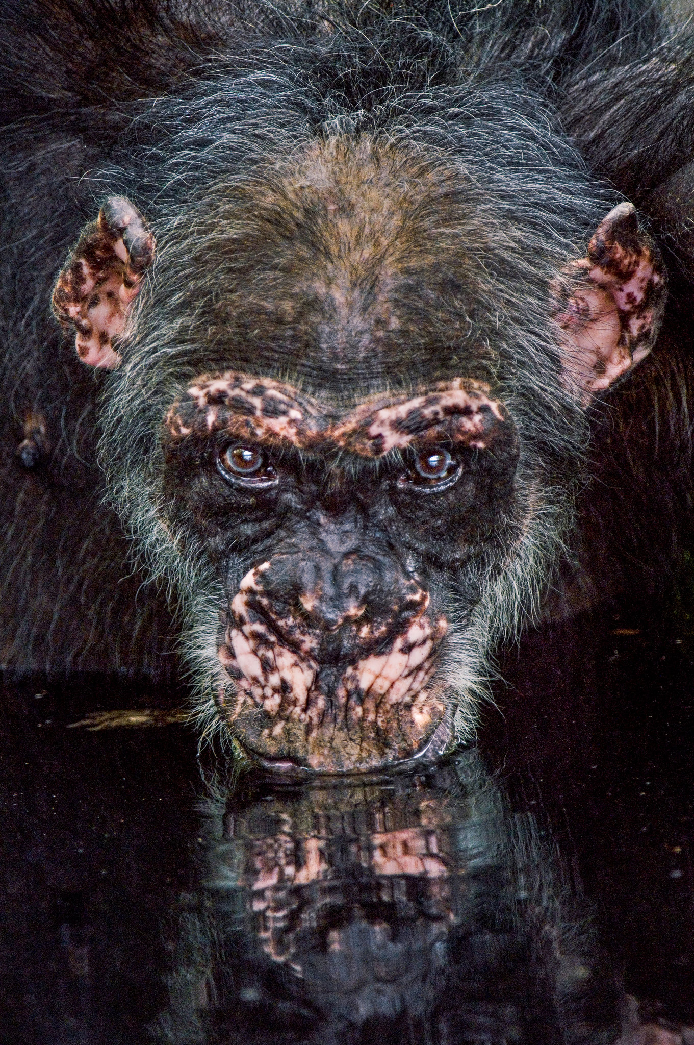 [:es]Hints of Human Evolution in Chimpanzees That Endure a Savanna’s Heat[:]
