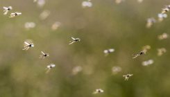 [:es]Malaria infection creates a ‘human perfume’ that makes us more attractive to mosquitoes[:]