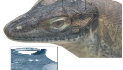 [:es]Hallan un lagarto extinto de cuatro ojos[:]