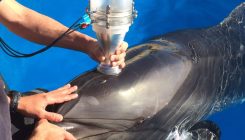 [:es]El secreto de los delfines para respirar bajo el agua[:]
