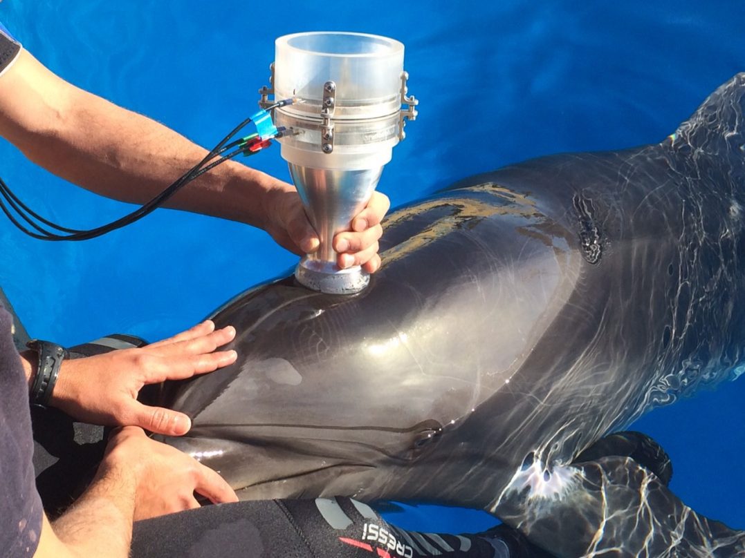 [:es]El secreto de los delfines para respirar bajo el agua[:]