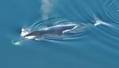 [:es]La ballena que canta ‘jazz’[:]